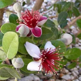 Acca sellowiana - Feijoa