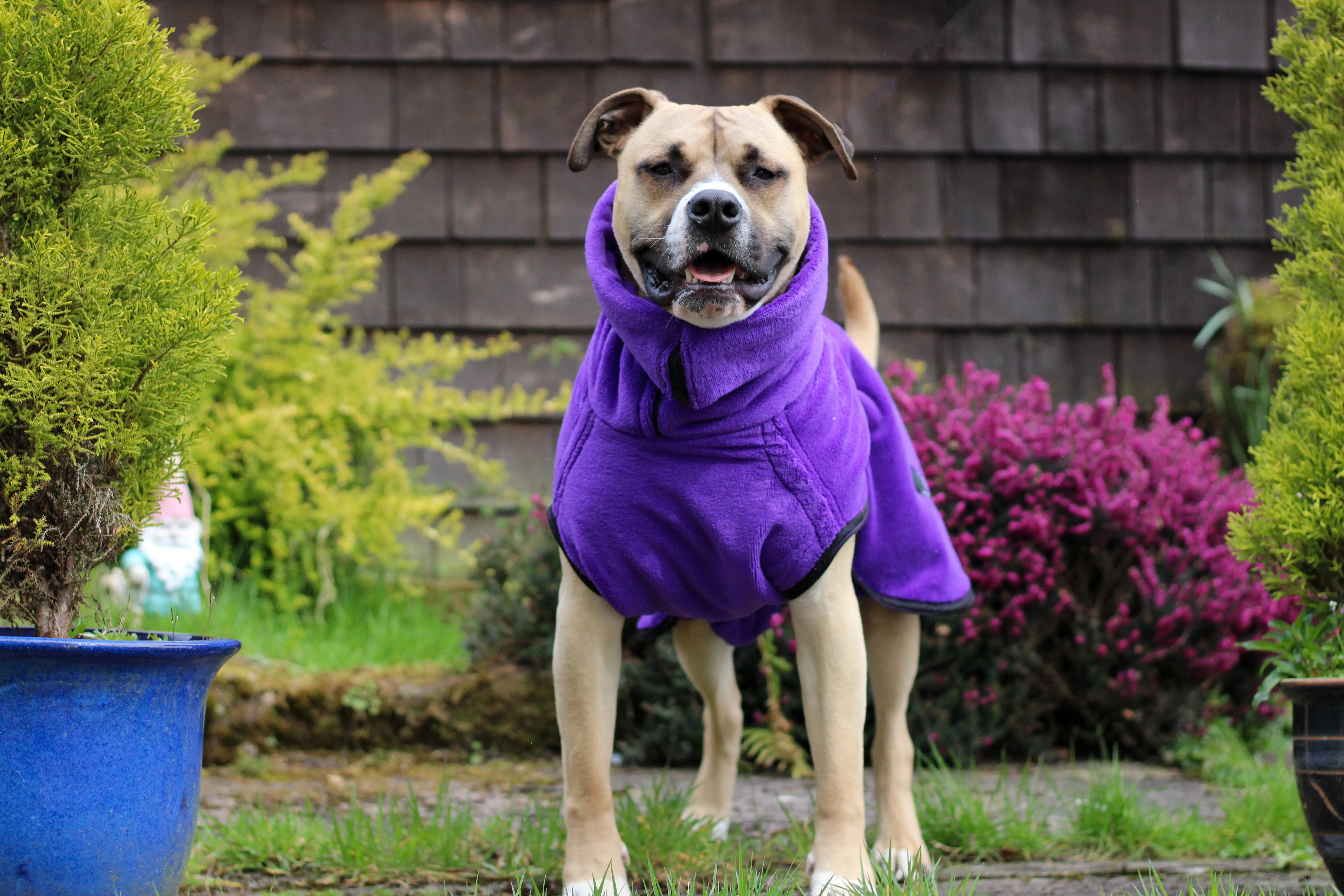 Pathfinder Dog Drying Coat - Royal Purple